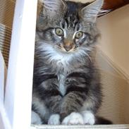 Maine Coon Alfred