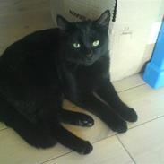 Huskat Pixiline/Pixi