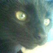 Huskat Pixiline/Pixi