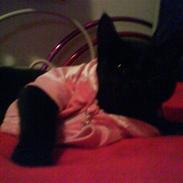 Huskat Pixiline/Pixi