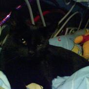 Huskat Pixiline/Pixi