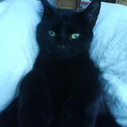 Huskat Pixiline/Pixi