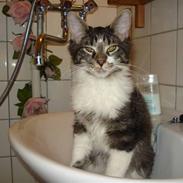 Maine Coon Leo