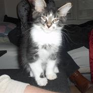 Maine Coon Leo