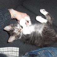 Maine Coon Leo