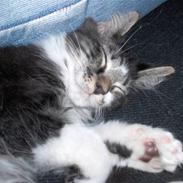 Maine Coon Leo