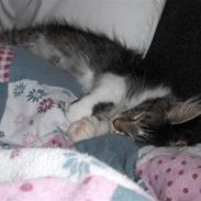 Maine Coon Leo