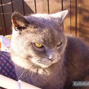 Chartreux Filur R.I.P.