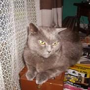 Chartreux Filur R.I.P.