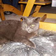 Chartreux Filur R.I.P.