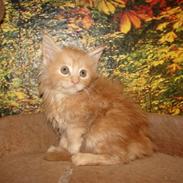 Maine Coon Garfield