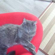 Blanding af racer Gonzales