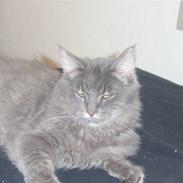 Blanding af racer Gonzales