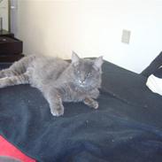 Blanding af racer Gonzales