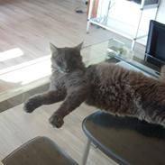 Blanding af racer Gonzales