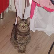 Blanding af racer Gonzales