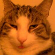 Huskat Chui