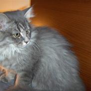 Blanding af racer Phoebe