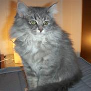 Blanding af racer Phoebe