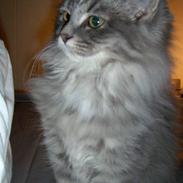 Blanding af racer Phoebe