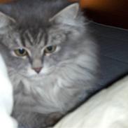 Blanding af racer Phoebe