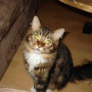 Maine Coon Muf