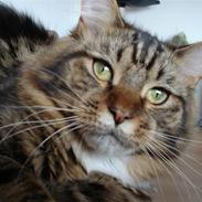 Maine Coon Muf