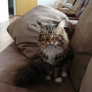 Maine Coon Muf