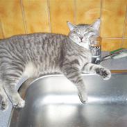 Huskat Misse'Mor - Plet - Plys