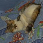 Huskat Misse'Mor - Plet - Plys