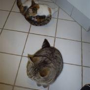 Huskat Misse'Mor - Plet - Plys