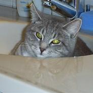 Huskat Misse'Mor - Plet - Plys