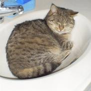 Huskat Misse'Mor - Plet - Plys