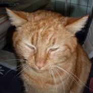 Huskat Garfield