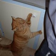 Huskat Garfield
