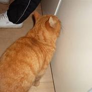 Huskat Garfield