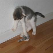 Huskat Viktor