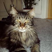 Maine Coon ballo