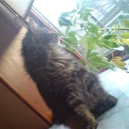 Maine Coon ballo