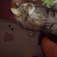 Maine Coon ballo