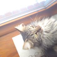 Maine Coon ballo