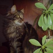 Maine Coon ballo