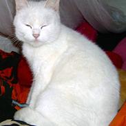 Blanding af racer Snehvide