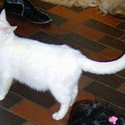 Blanding af racer Snehvide