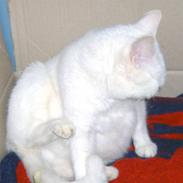 Blanding af racer Snehvide