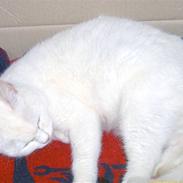 Blanding af racer Snehvide