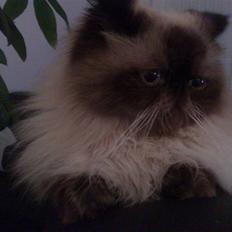 Colorpoint Ace Damion