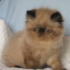 Colorpoint Ace Damion