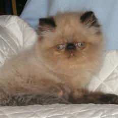 Colorpoint Ace Damion