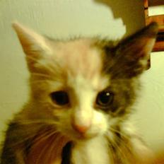 Huskat Cleo